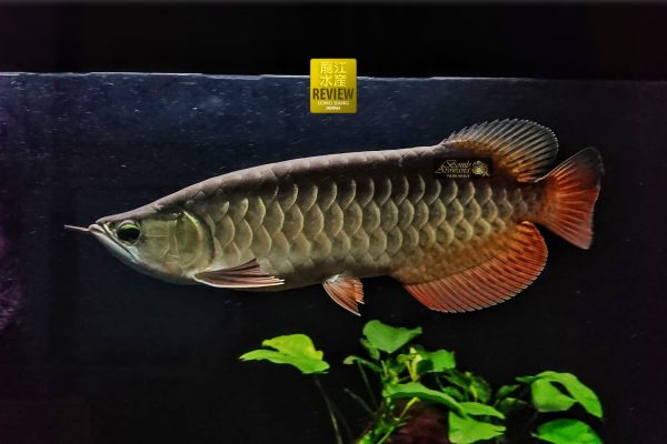 ทองอินโด arowana